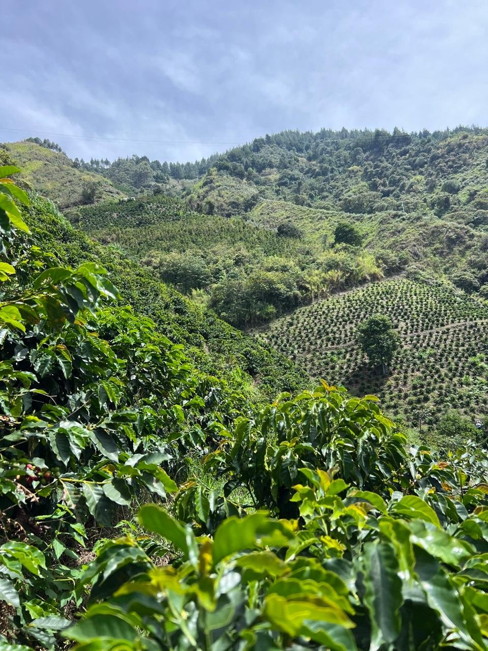 Finca Monte Lucero