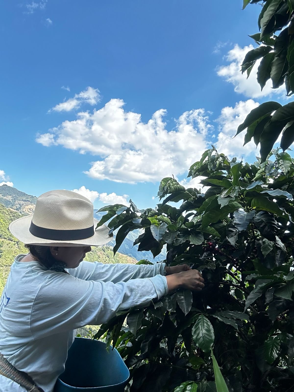 Recolección de Cerezas