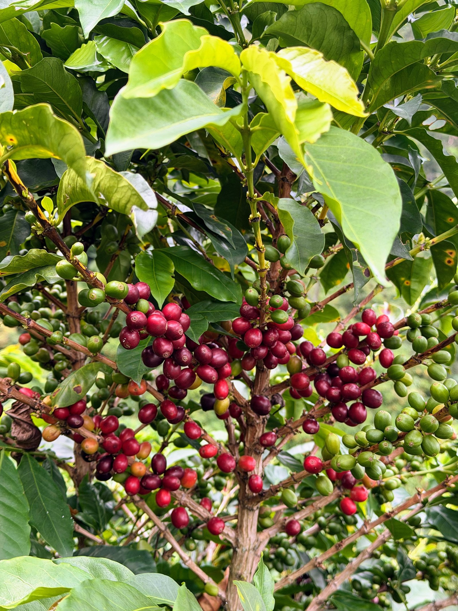 Trabajo en Finca