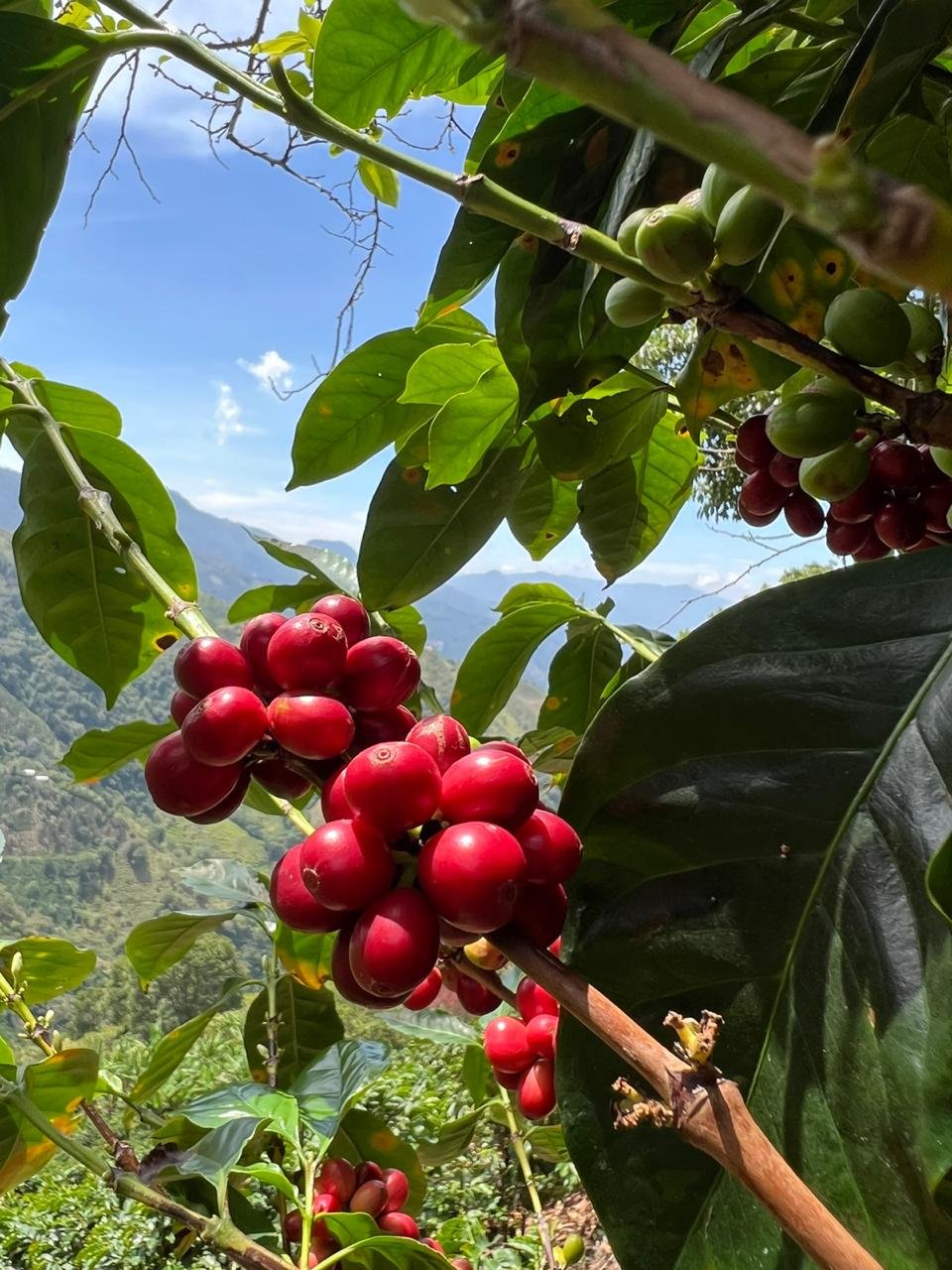 Grano de Café