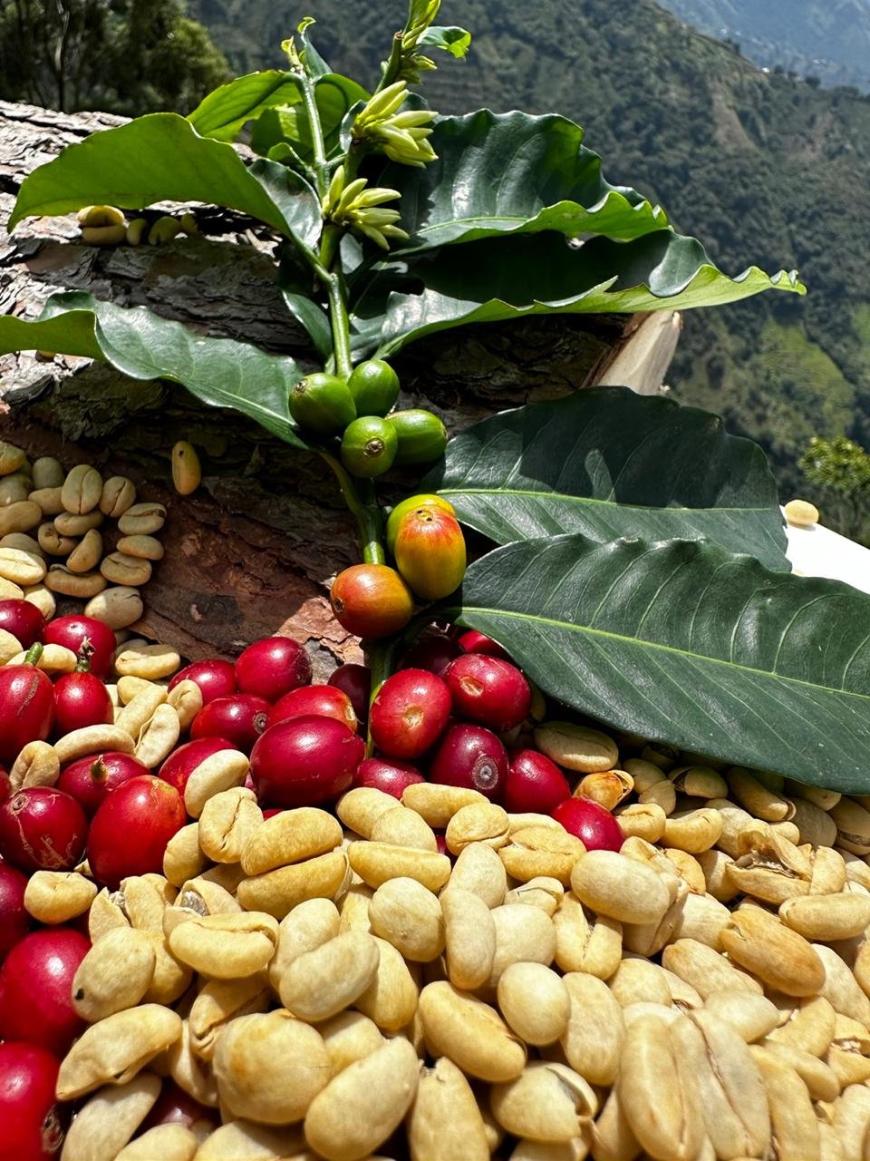 Secado de Café