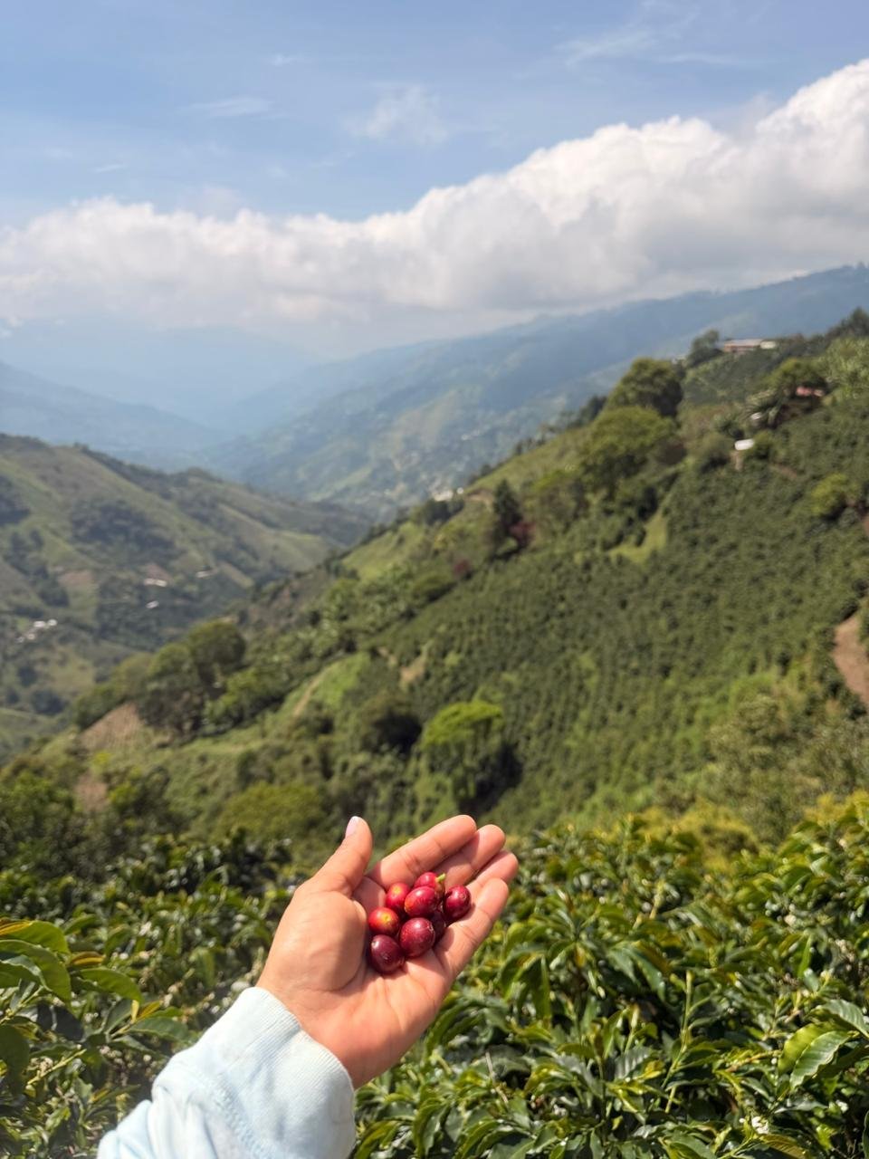 Servido de Taza